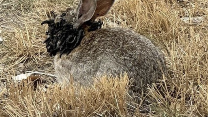 Des lapins et autres animaux touchés par un virus bien connu circulent aux États-Unis