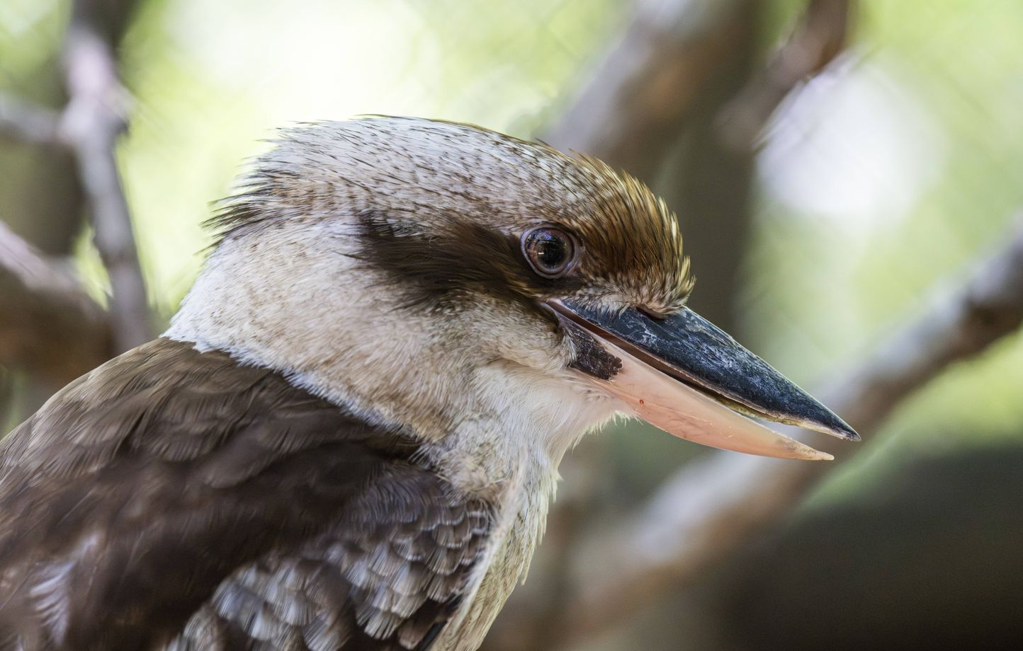 Des oiseaux adultes changent de sexe en Australie, une étude révèle des changements inattendus