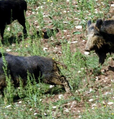 Des sangliers à la chair bleue découverts en Californie, un poison suspecté