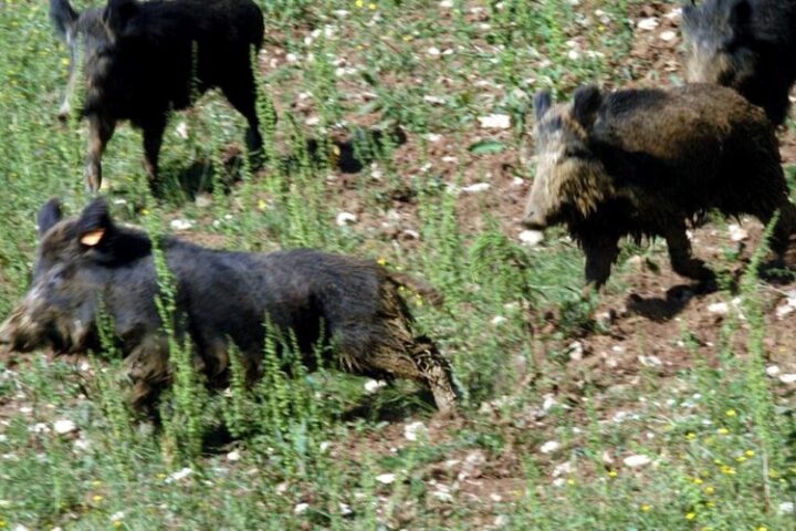 Des sangliers à la chair bleue découverts en Californie, un poison suspecté