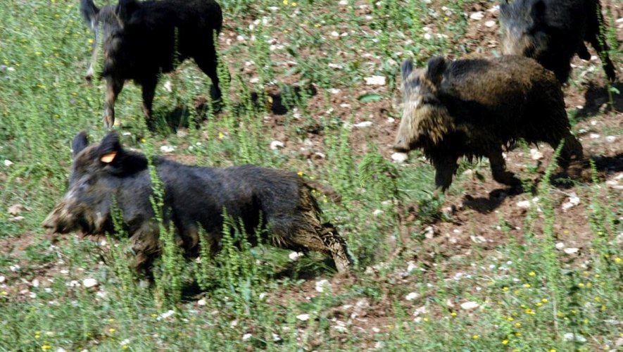 Des sangliers à la chair bleue découverts en Californie, un poison suspecté