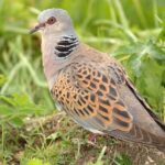 La chasse à la tourterelle des bois est de nouveau autorisée en France malgré le déclin de la population