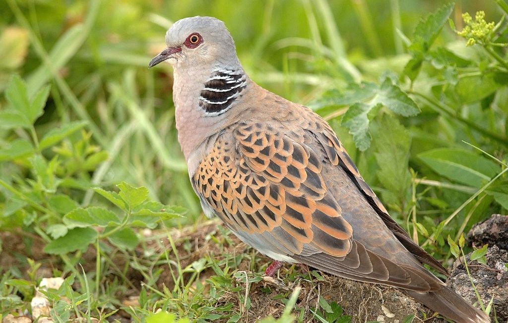 La chasse à la tourterelle des bois est de nouveau autorisée en France malgré le déclin de la population