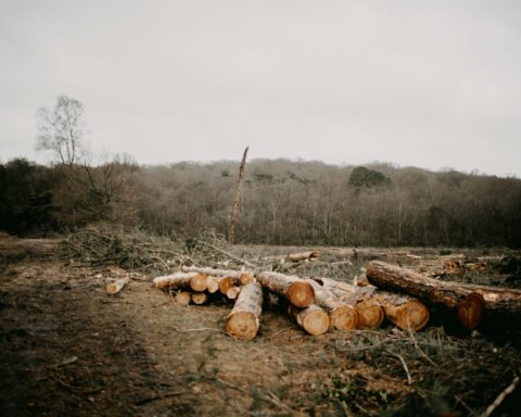 La finance mondiale demeure fortement vulnérable aux actifs associés à la déforestation.