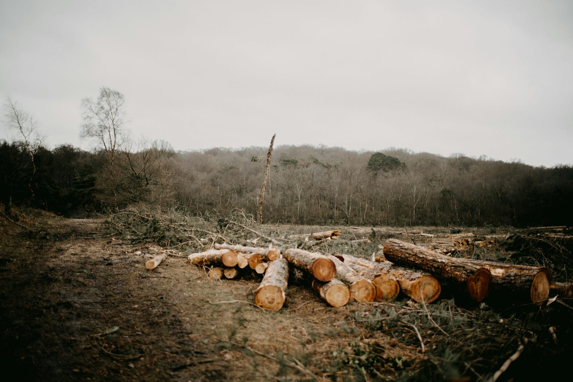 La finance mondiale demeure fortement vulnérable aux actifs associés à la déforestation.