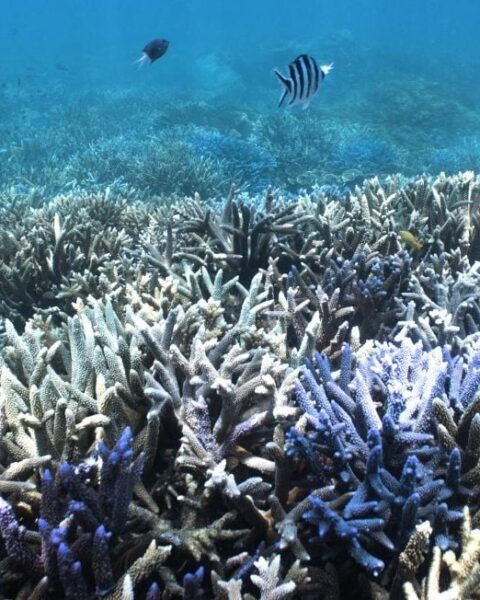 La Grande Barrière de corail subit un blanchissement record