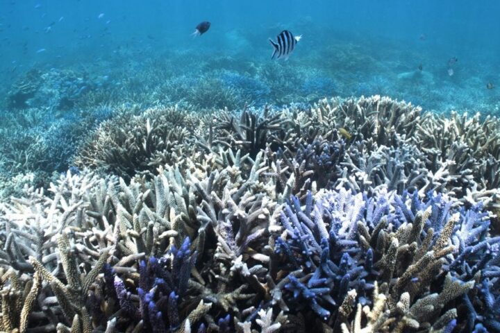La Grande Barrière de corail subit un blanchissement record