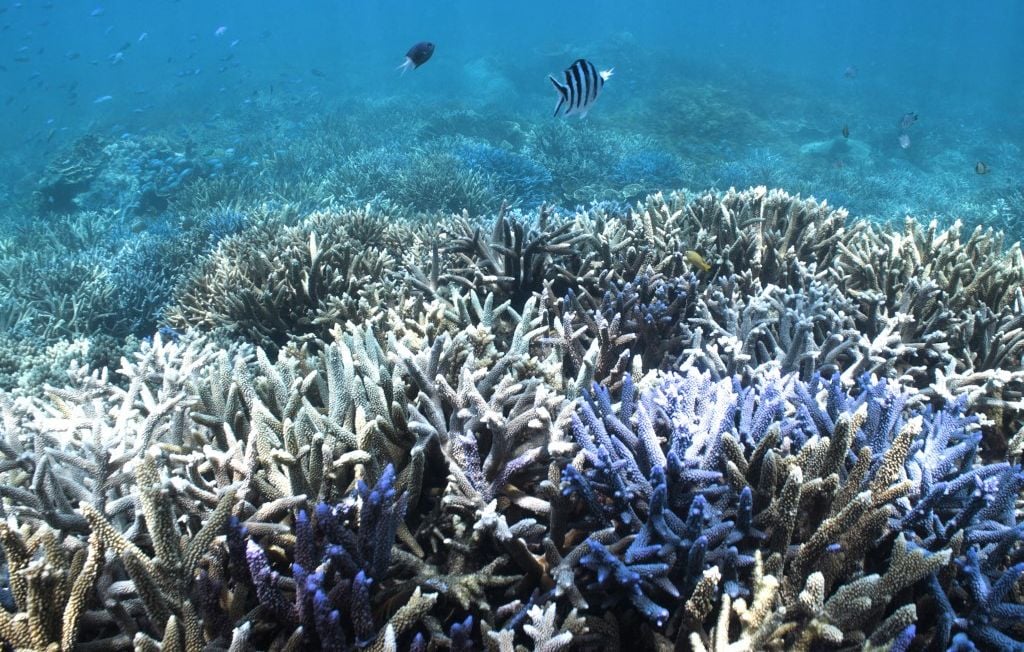 La Grande Barrière de corail subit un blanchissement record