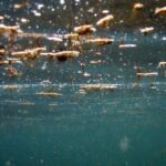 La micro-algue toxique ostreopsis ovata continue de perturber les plages du Pays basque