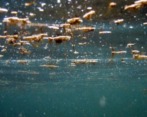 La micro-algue toxique ostreopsis ovata continue de perturber les plages du Pays basque