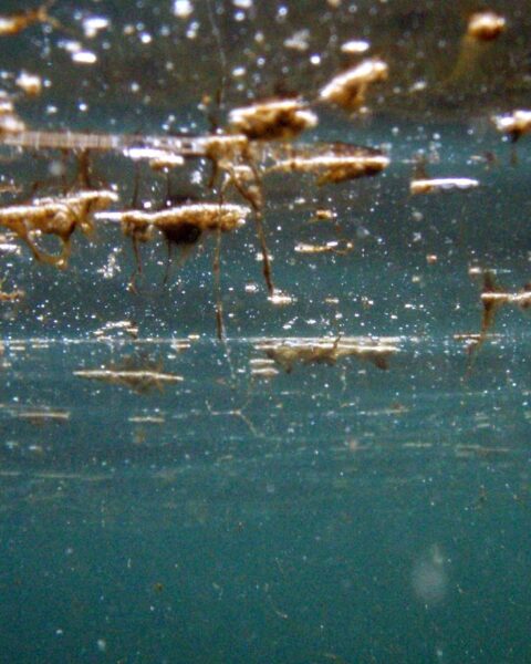 La micro-algue toxique ostreopsis ovata continue de perturber les plages du Pays basque