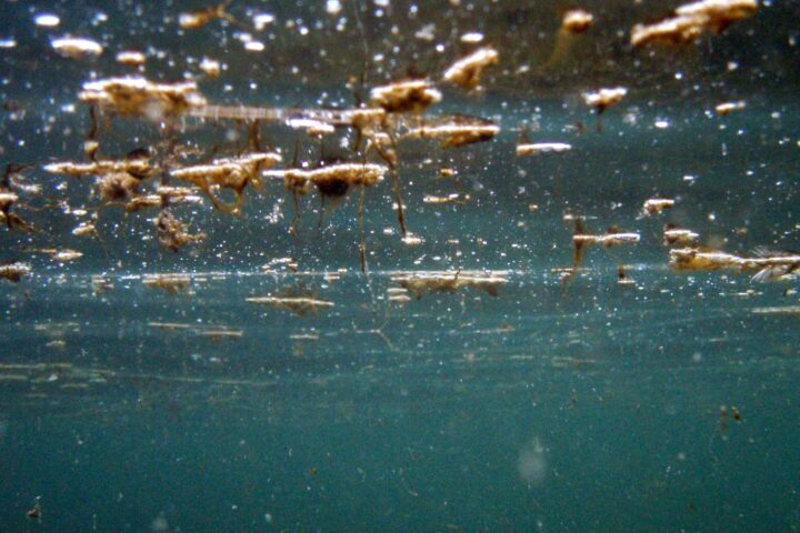 La micro-algue toxique ostreopsis ovata continue de perturber les plages du Pays basque