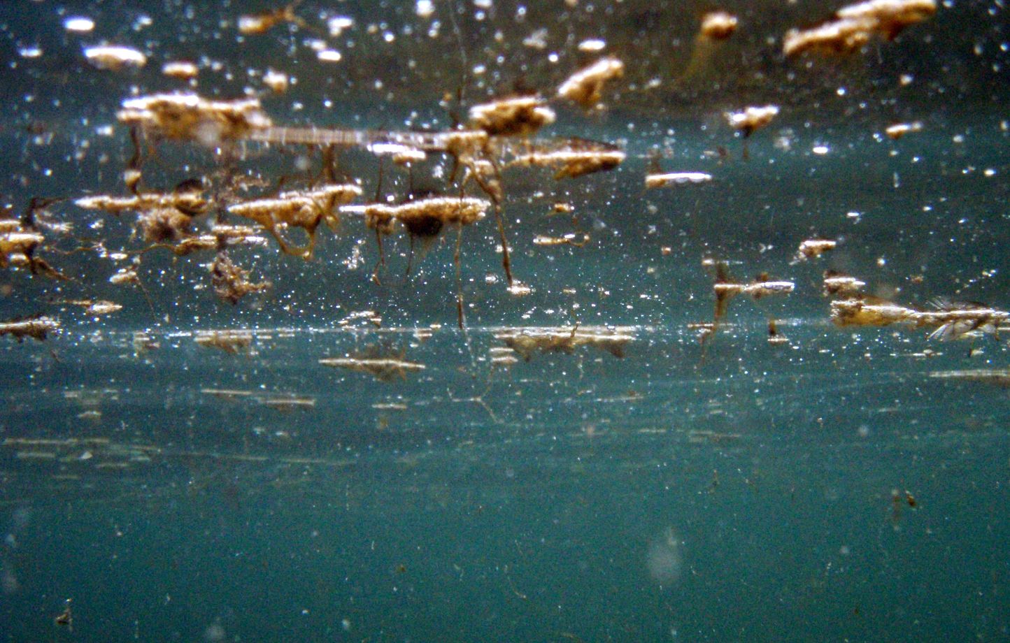 La micro-algue toxique ostreopsis ovata continue de perturber les plages du Pays basque