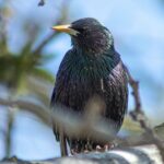 La pollution lumineuse entraîne un allongement du chant des oiseaux, selon une étude américaine