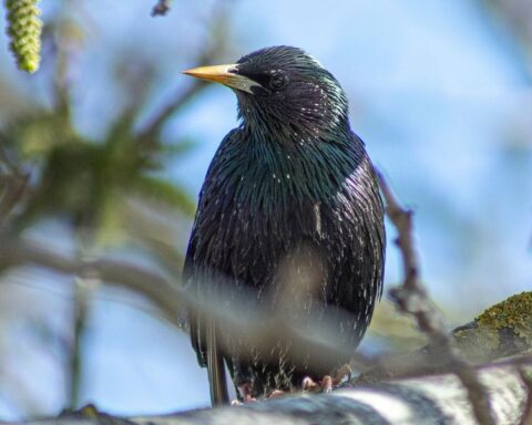 La pollution lumineuse entraîne un allongement du chant des oiseaux, selon une étude américaine