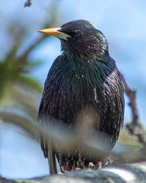 La pollution lumineuse entraîne un allongement du chant des oiseaux, selon une étude américaine
