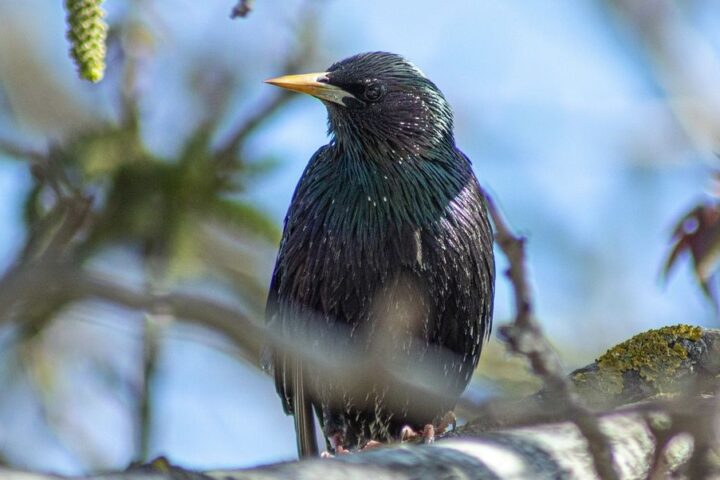 La pollution lumineuse entraîne un allongement du chant des oiseaux, selon une étude américaine