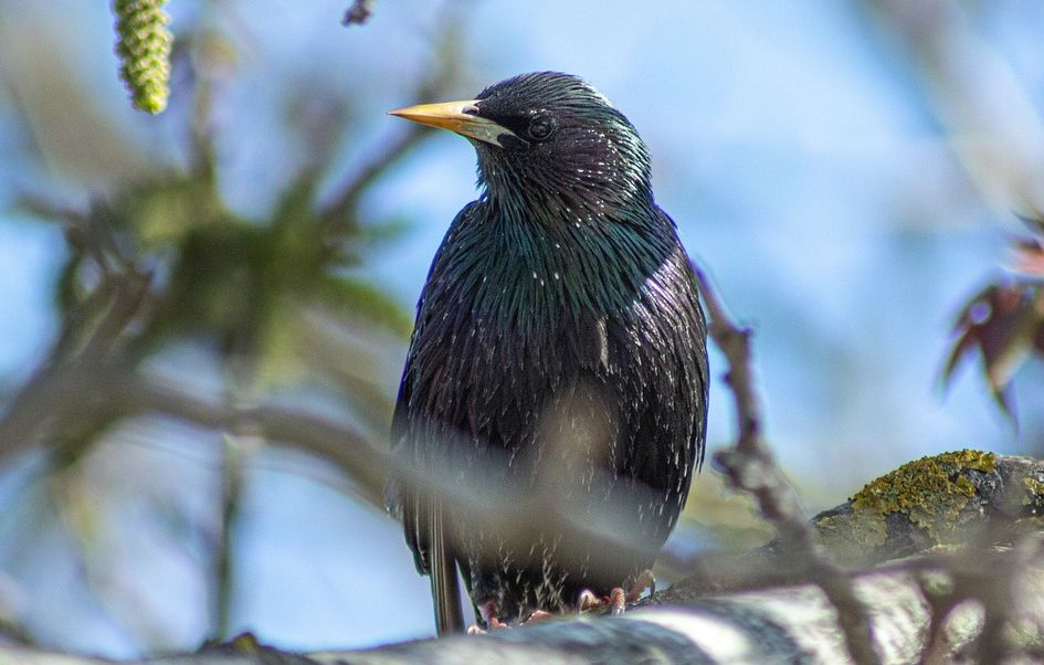 La pollution lumineuse entraîne un allongement du chant des oiseaux, selon une étude américaine