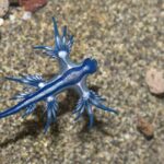 L'apparition du dragon bleu entraîne la fermeture de plusieurs plages en Espagne