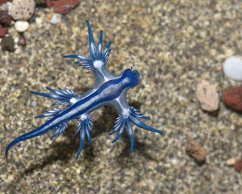 L'apparition du dragon bleu entraîne la fermeture de plusieurs plages en Espagne
