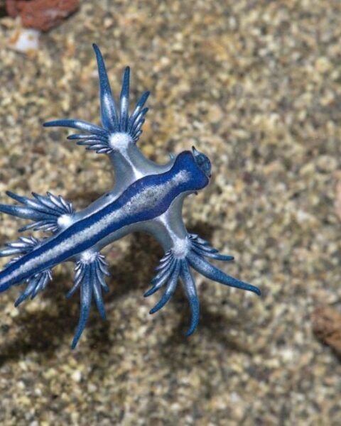 L'apparition du dragon bleu entraîne la fermeture de plusieurs plages en Espagne