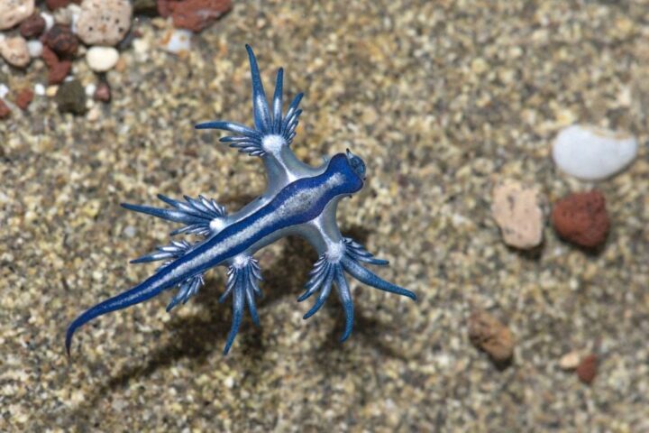 L'apparition du dragon bleu entraîne la fermeture de plusieurs plages en Espagne