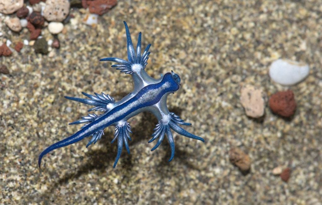 L'apparition du dragon bleu entraîne la fermeture de plusieurs plages en Espagne