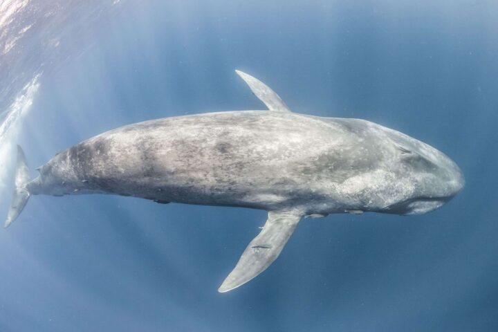 Le silence des baleines bleues inquiète les scientifiques sur la santé des océans