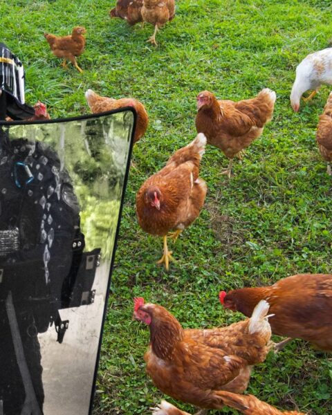 Les CRS chargés de surveiller la maison de Yaël Braun-Pivet s'occupent aussi de ses poules