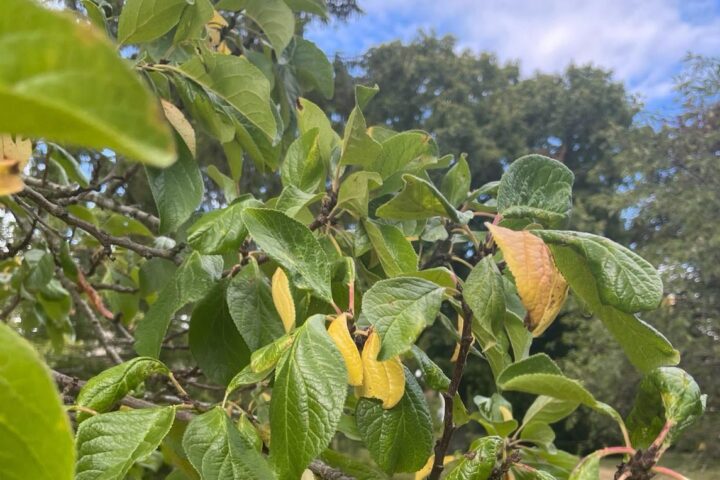 Les signes révélateurs d'un jardin épuisé après les vagues de chaleur en France