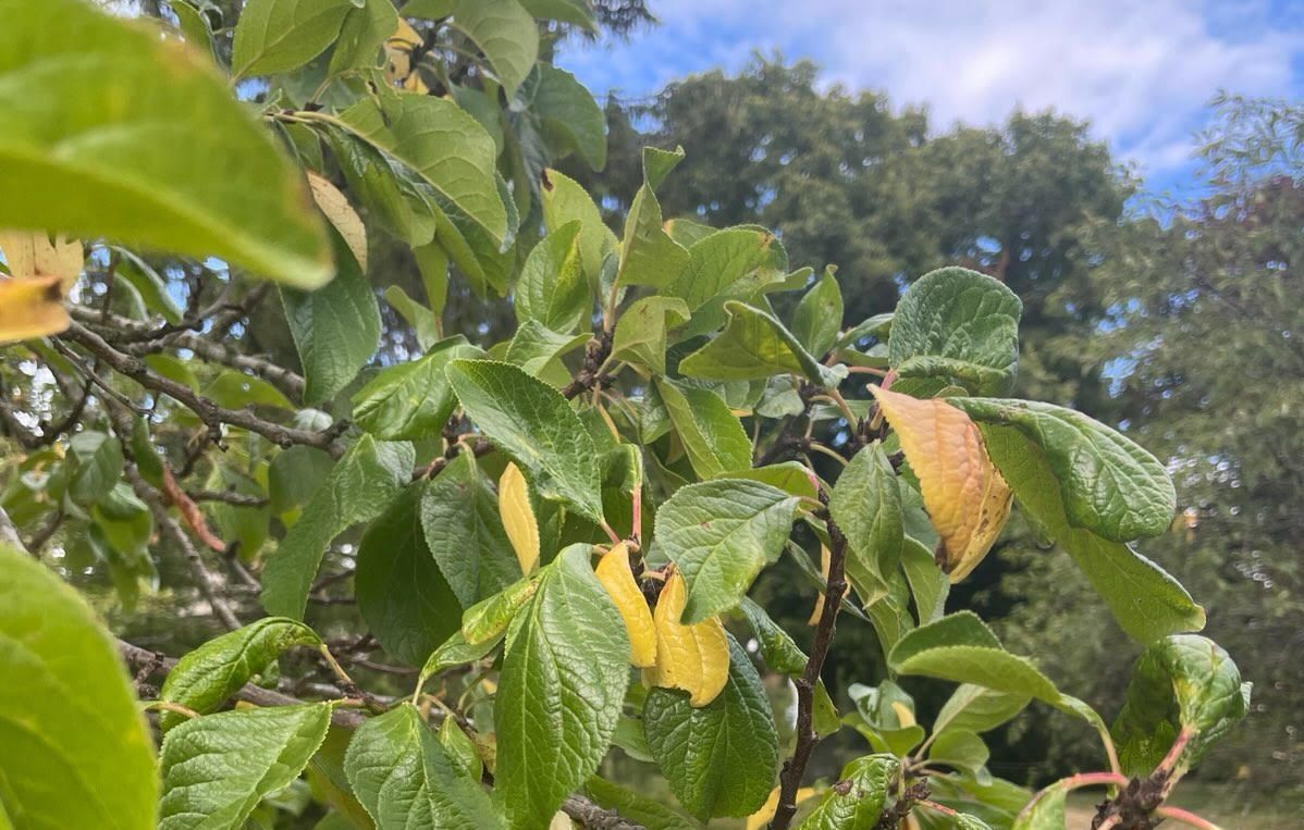 Les signes révélateurs d'un jardin épuisé après les vagues de chaleur en France
