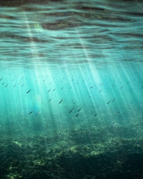 Les variations de température des eaux de surface : un défi pour la vie marine méditerranéenne