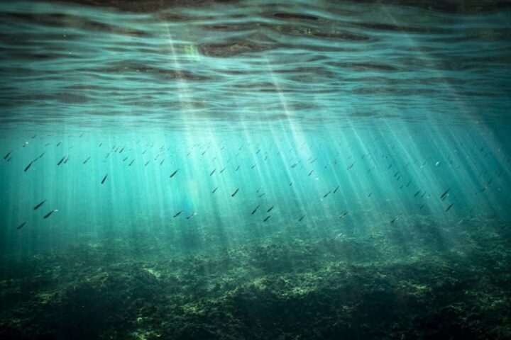 Les variations de température des eaux de surface : un défi pour la vie marine méditerranéenne