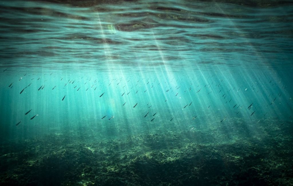 Les variations de température des eaux de surface : un défi pour la vie marine méditerranéenne