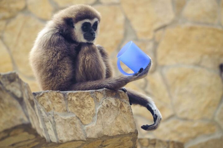 Naissance d'un bébé gibbon à mains blanches au zoo de Spay, une première en France depuis dix ans