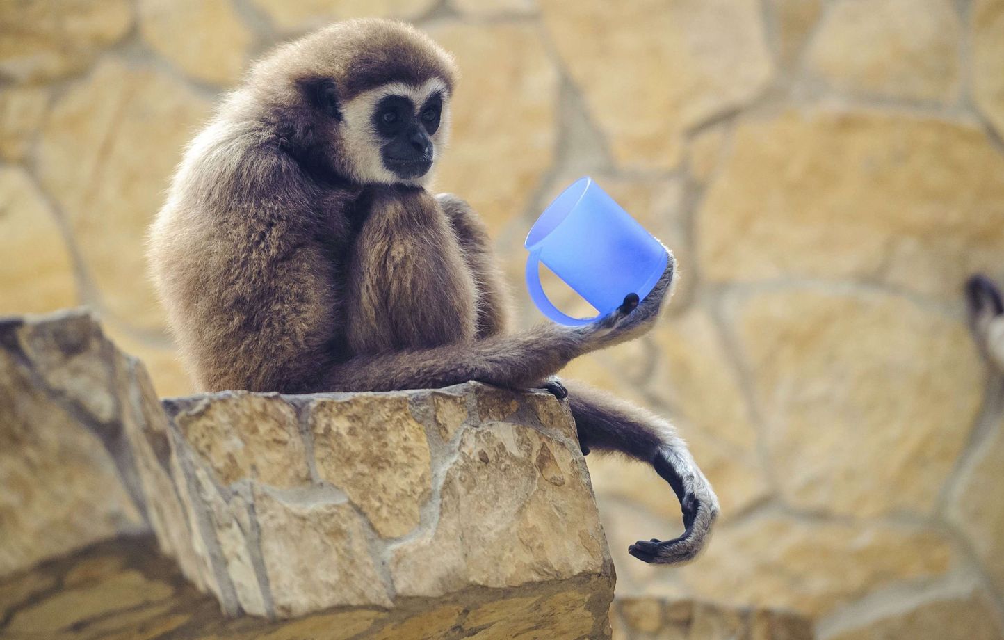 Naissance d'un bébé gibbon à mains blanches au zoo de Spay, une première en France depuis dix ans