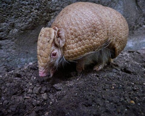 Naissance exceptionnelle d'un tatou albinos au zoo de Beauval, un événement rare en France