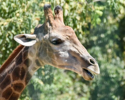 Quatre espèces de girafes identifiées selon une nouvelle classification de l'IUCN