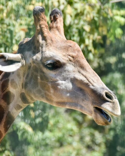 Quatre espèces de girafes identifiées selon une nouvelle classification de l'IUCN