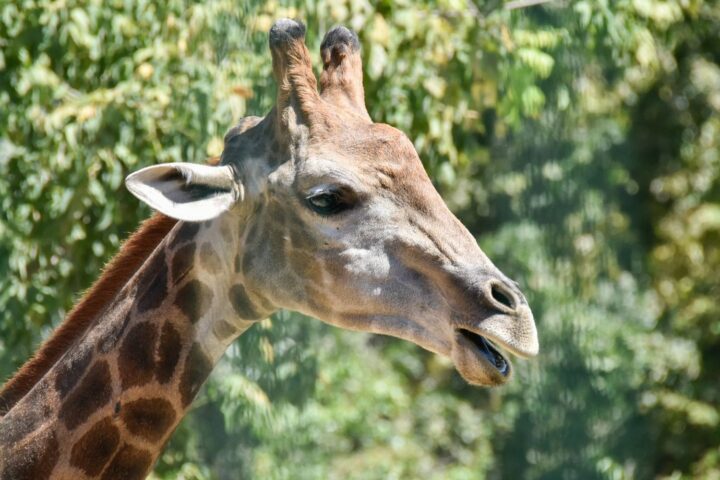 Quatre espèces de girafes identifiées selon une nouvelle classification de l'IUCN