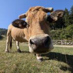 Tous les bovins d'un élevage de l'Ain abattus en raison de la dermatose nodulaire contagieuse