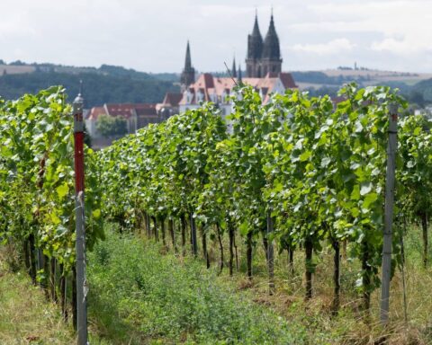 Un début de vendanges record en Alsace le 19 août, 10 jours plus tôt qu'en 2024