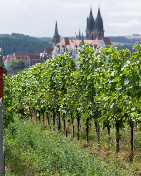 Un début de vendanges record en Alsace le 19 août, 10 jours plus tôt qu'en 2024