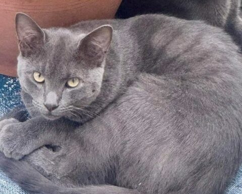 Un habitant de Castres met en garde contre la vitesse excessive dans son village après la mort de deux chats en quelques heures.