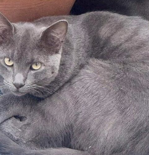 Un habitant de Castres met en garde contre la vitesse excessive dans son village après la mort de deux chats en quelques heures.