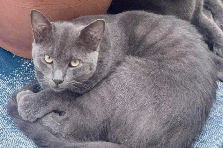 Un habitant de Castres met en garde contre la vitesse excessive dans son village après la mort de deux chats en quelques heures.