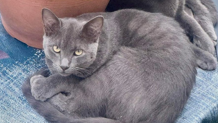 Un habitant de Castres met en garde contre la vitesse excessive dans son village après la mort de deux chats en quelques heures.