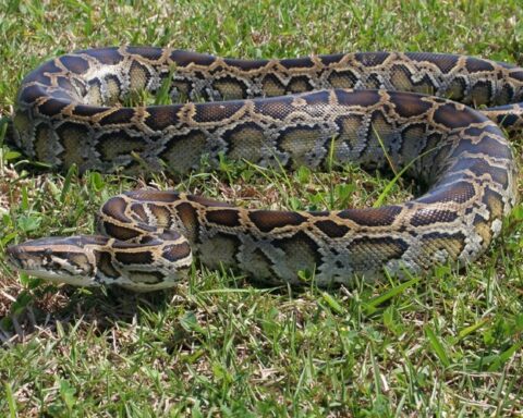 Un homme capture 87 pythons en Floride et remporte 1000 dollars en juillet