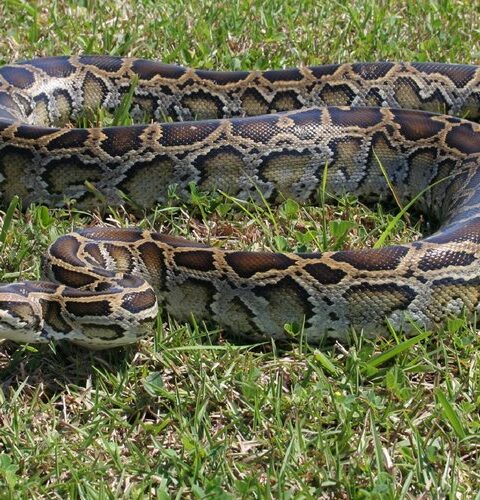 Un homme capture 87 pythons en Floride et remporte 1000 dollars en juillet