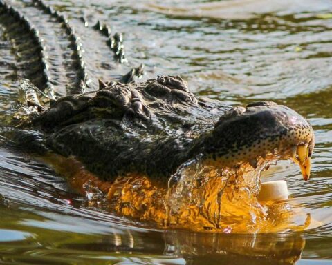 Un homme de 53 ans attaqué et tué par un crocodile en Indonésie